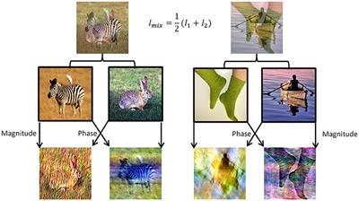 Perceptual Dominance in Brief Presentations of Mixed Images: Human Perception vs. Deep Neural Networks